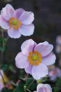 駅近くのお宅に咲く花